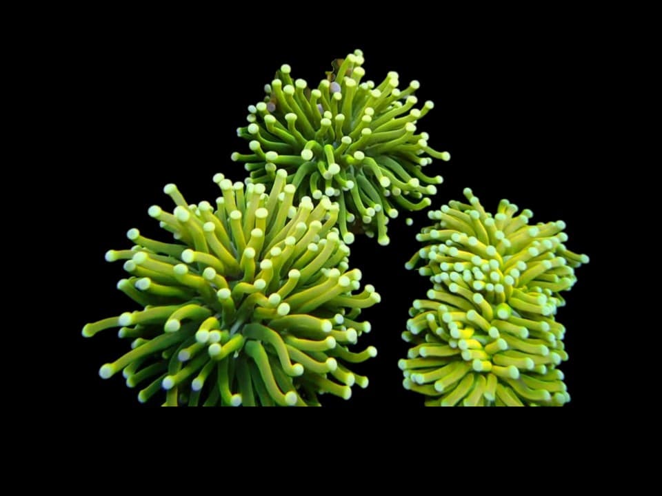 Sun God Torch Coral ( Per Head)