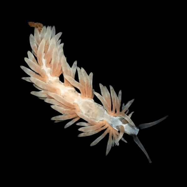Bergia Nudibranch