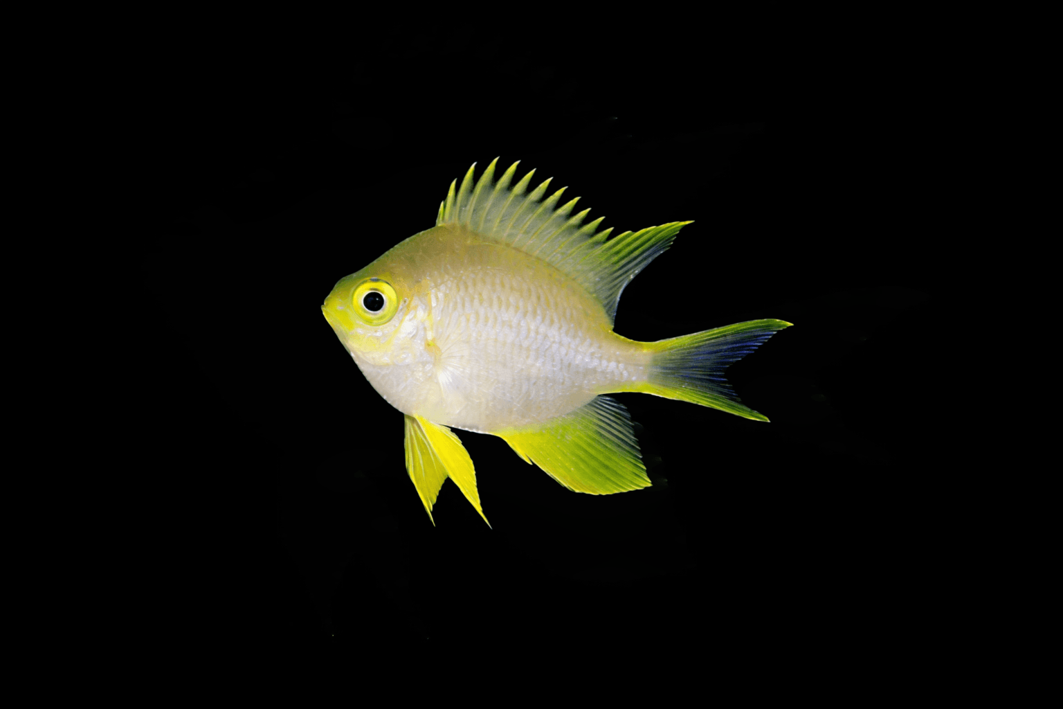 Yellow Chromis