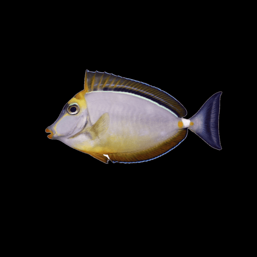 Naso Tang