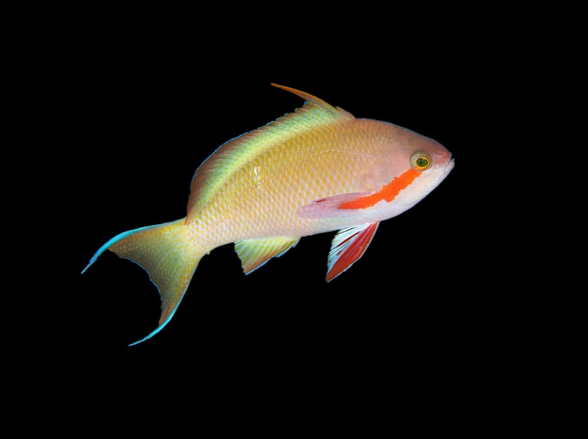 Hutchi Anthias