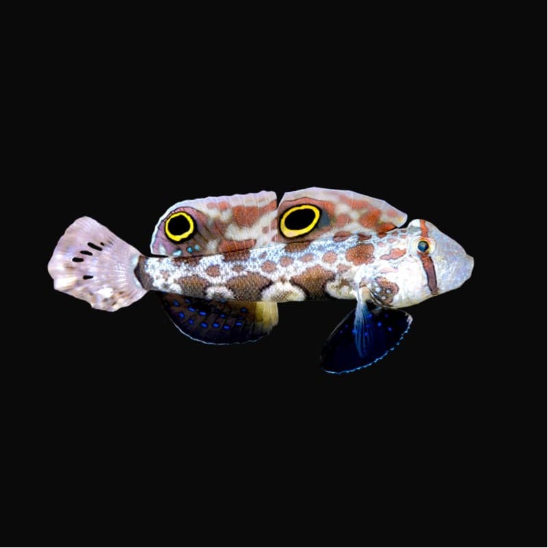 Two Spot Goby