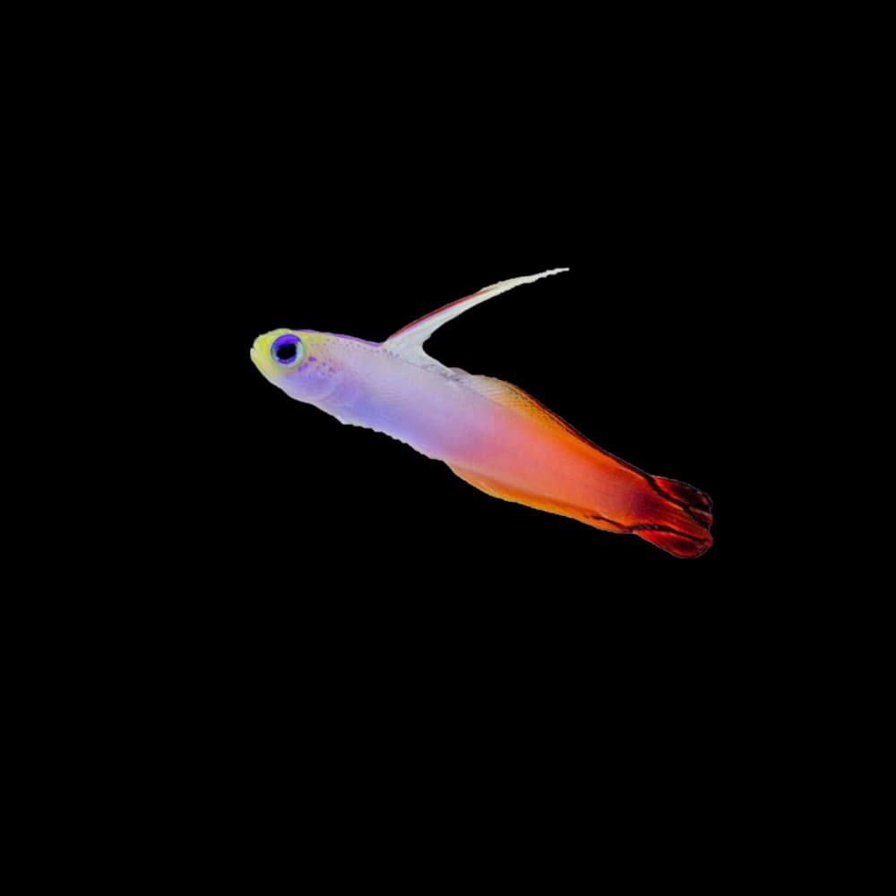 Fire Dartfish