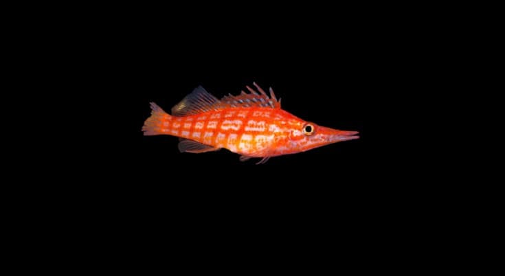 Longnose Hawkfish
